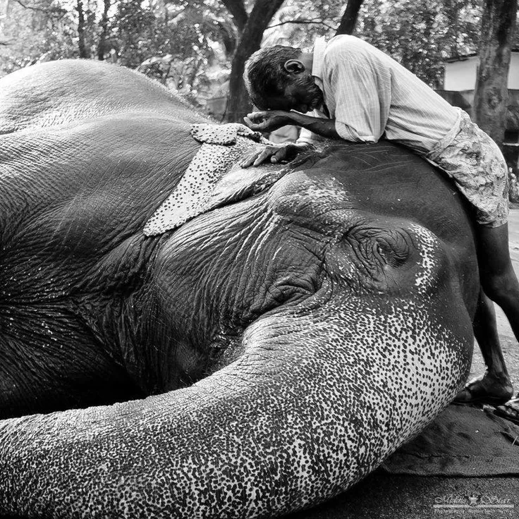 The temple elephant — painted, garlanded, chained